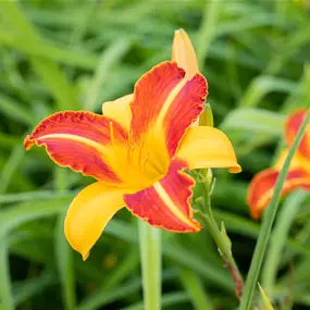 Hemerocallis hybriden Frans Hals