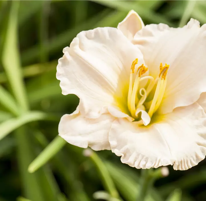 Garten-Taglilie 'Gentle Shepherd'