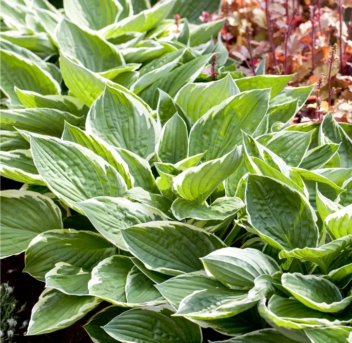 Graublättrige Goldrand-Garten-Funkie 'Patriot'
