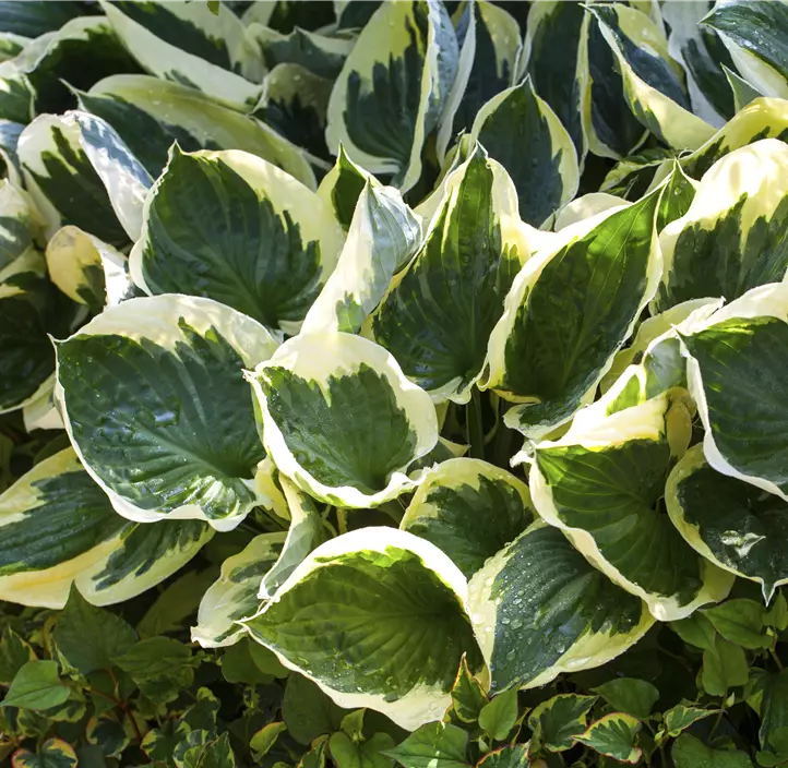 Graublättrige Goldrand-Garten-Funkie 'Patriot'
