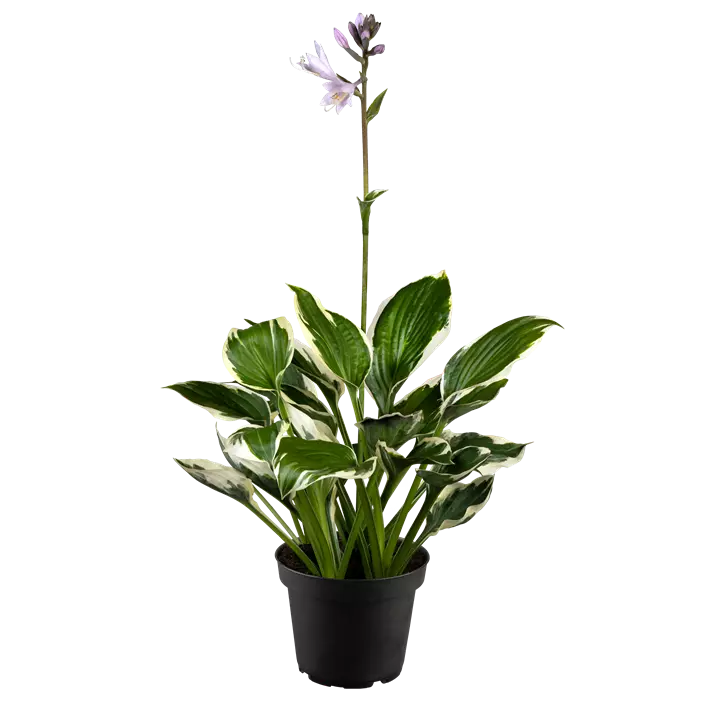 Graublättrige Goldrand-Garten-Funkie 'Patriot'
