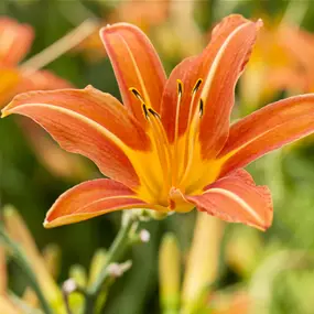 Hemerocallis hybriden Sammy Russell