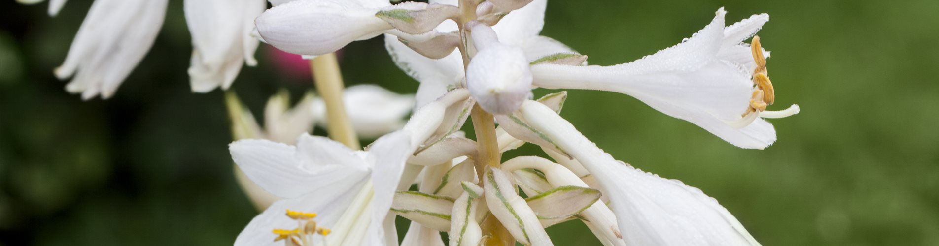 Hosta sieboldiana 'Great Expectations'