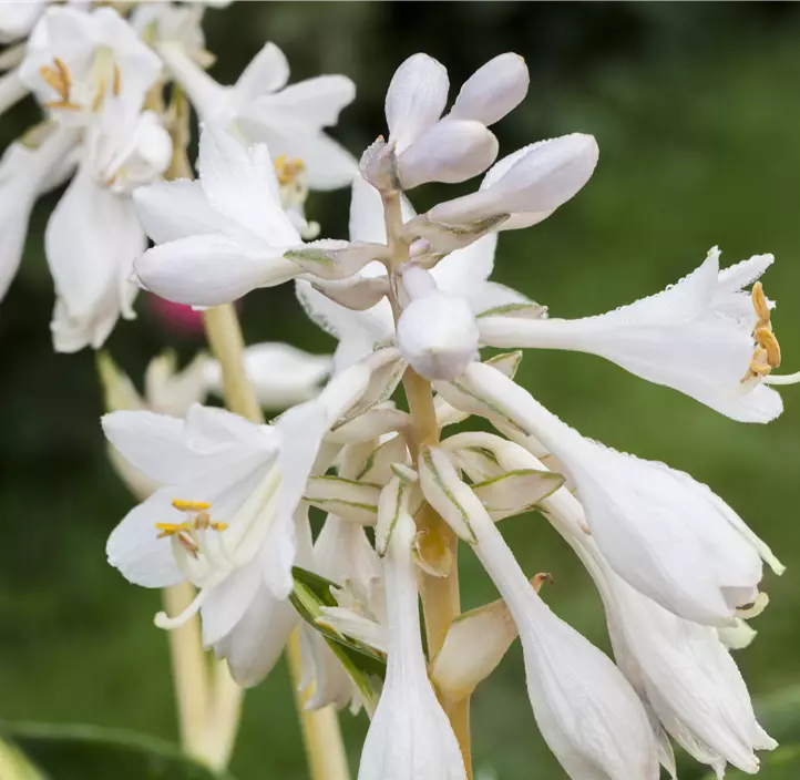 Blaugraue Funkie 'Great Expectations'