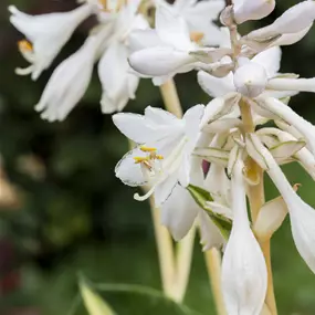 Hosta hybrid 'Great Expectations'