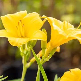 Hemerocallis hybriden Stella d Óro