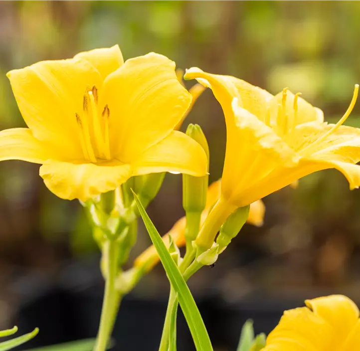 Garten-Taglilie 'Stella de Oro'
