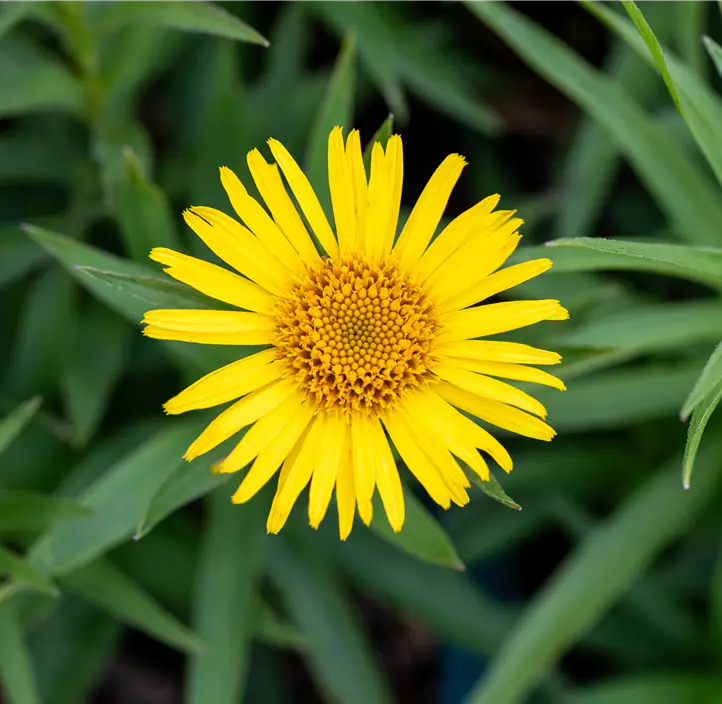 Schwertblättriger Alant