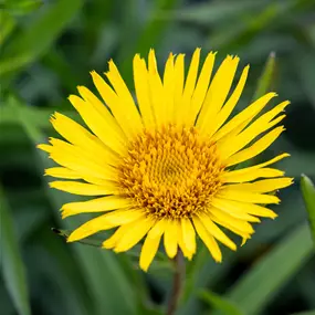 Inula ensifolia Yellow