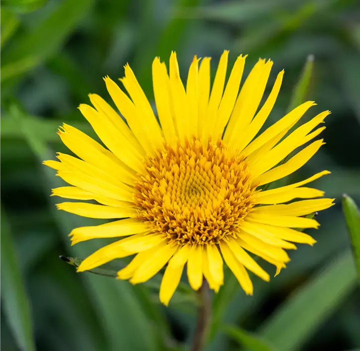 Schwertblättriger Alant