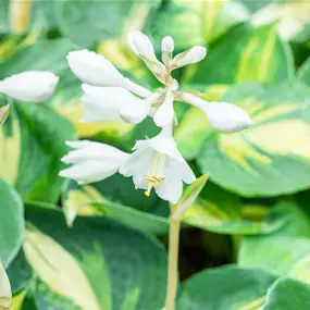 Hosta hybriden Dream Queen