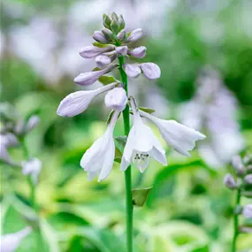 Hosta hybriden Wide Brim