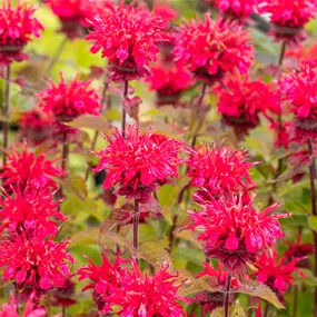 Monarda hybriden Cambridge Scarlet