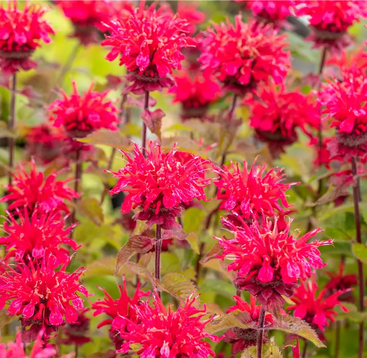 Indianernessel 'Cambridge Scarlet'
