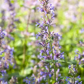Nepeta faassenii
