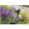 bellaflora Gartencenter GmbH