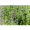bellaflora Gartencenter GmbH