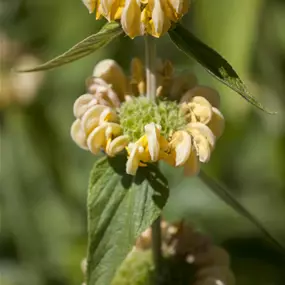 Phlomis russelliana