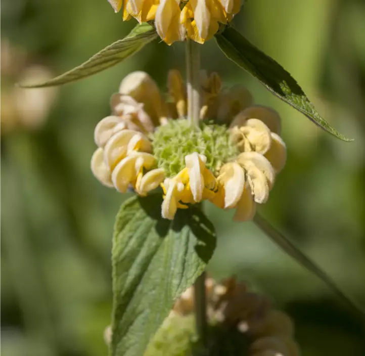 Syrisches Brandkraut