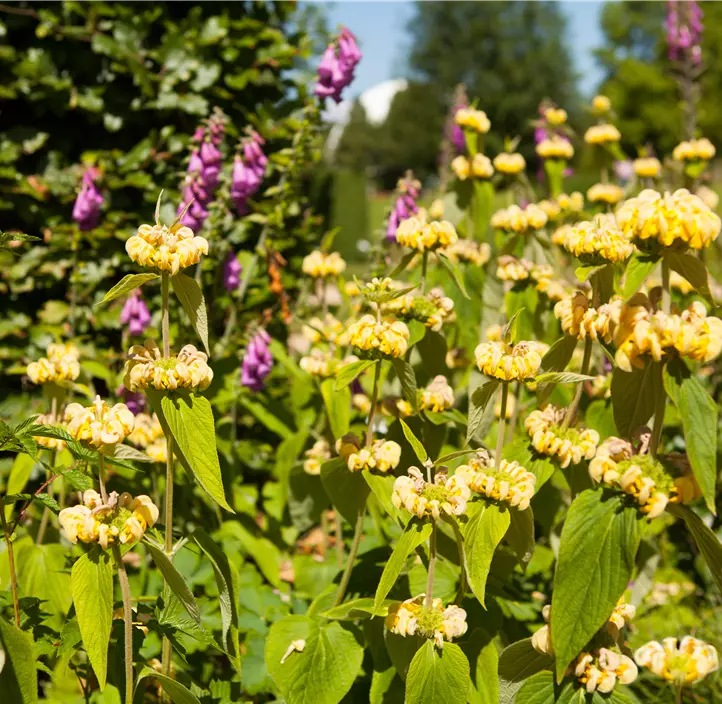 Syrisches Brandkraut