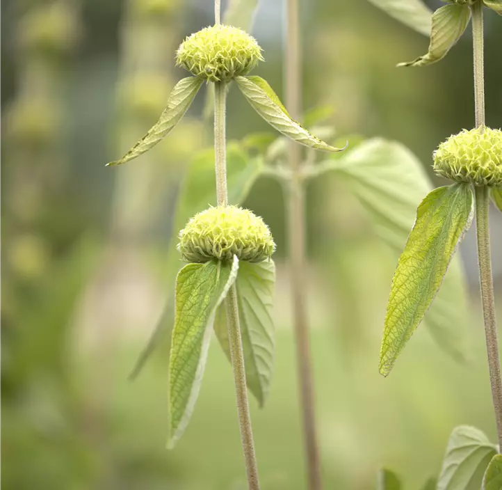 Syrisches Brandkraut