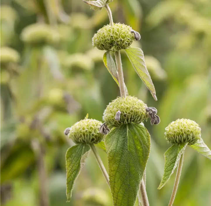 Syrisches Brandkraut