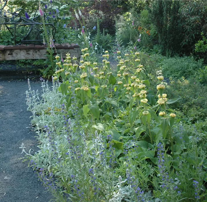 Syrisches Brandkraut