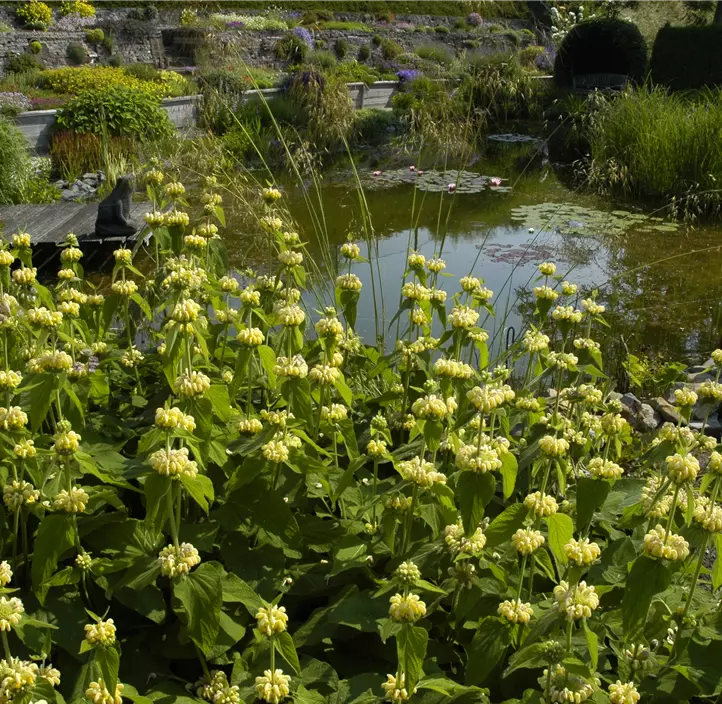 Syrisches Brandkraut