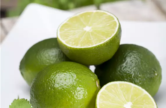 Citrus x aurantifolia