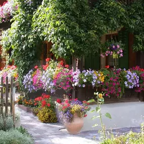 Balkonblumen 
