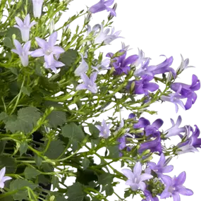 Campanula Addenda Ambella Intens