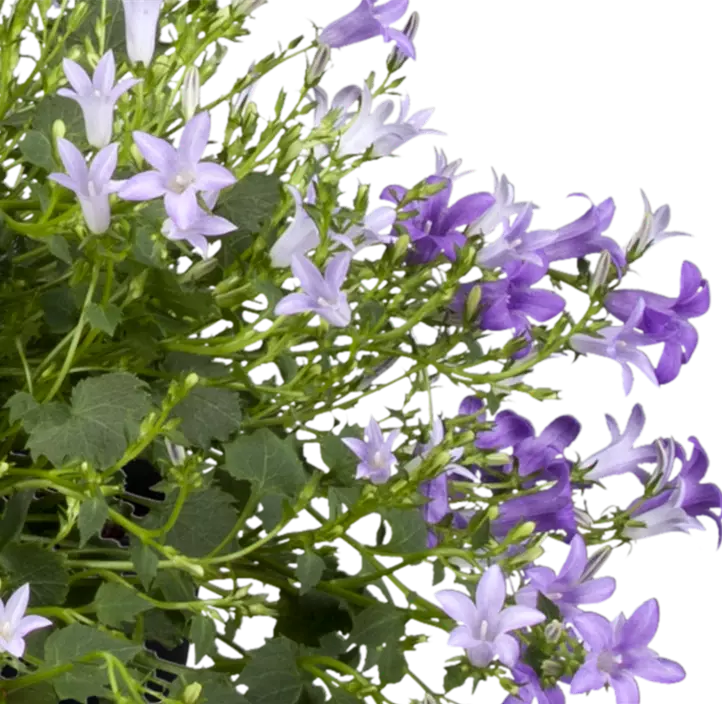 Dalmatiner Polster-Glockenblume 'Ambella Intens'