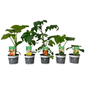 Gemüse gemischt Unsere Besten