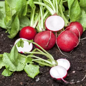 Raphanus sativus, rot
