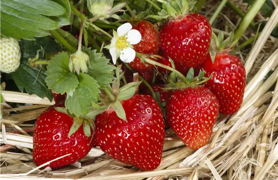 Fragaria x ananassa