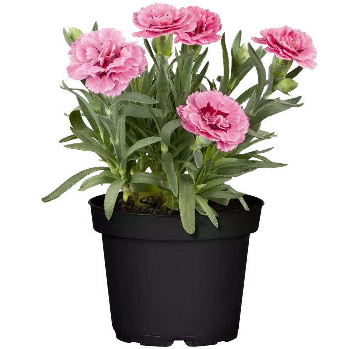 Gartennelke 'Teneriffa'