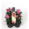 bellaflora Gartencenter GmbH