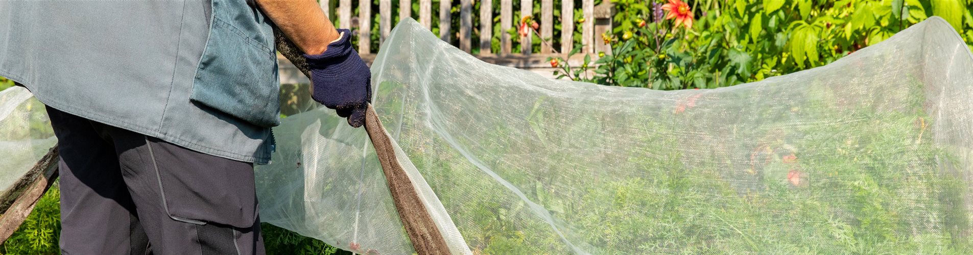 Gemüseernte - Pflanzenschutztunnel öffnen