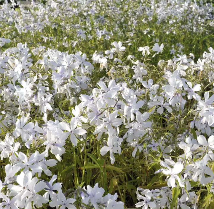 Wald-Phlox 'White Perfume'