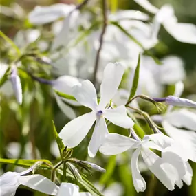 Phlox divaricata White Parfume