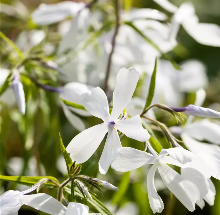 Wald-Phlox 'White Perfume'