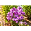 bellaflora Gartencenter GmbH