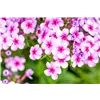 bellaflora Gartencenter GmbH