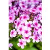 bellaflora Gartencenter GmbH