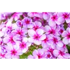 bellaflora Gartencenter GmbH