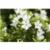 bellaflora Gartencenter GmbH