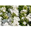 bellaflora Gartencenter GmbH