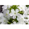bellaflora Gartencenter GmbH