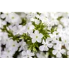 bellaflora Gartencenter GmbH