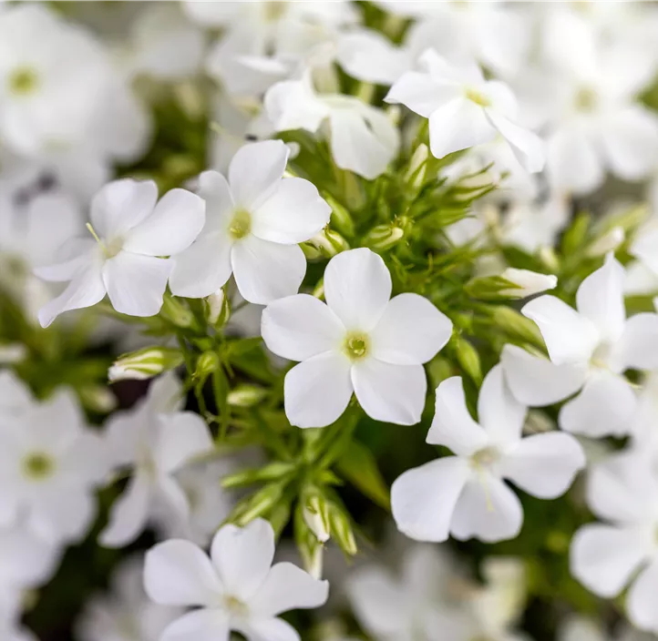 Hohe Garten-Flammenblume 'Early® White'